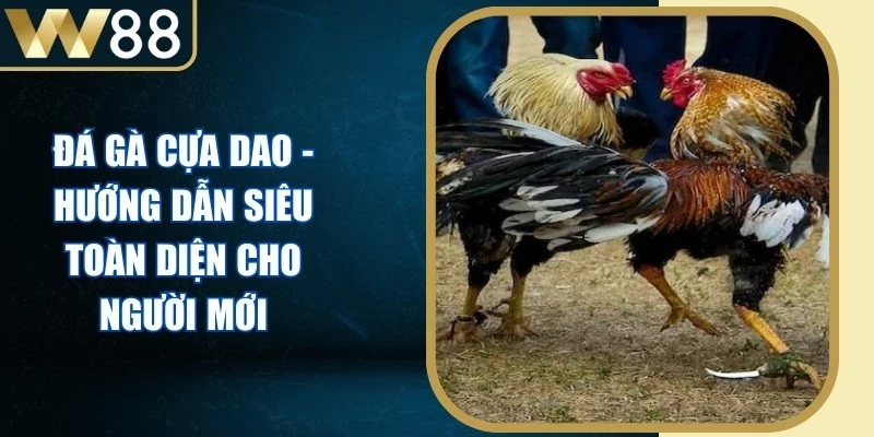 Đá Gà Cựa Dao - Hướng Dẫn Siêu Toàn Diện Cho Người Mới 1 Đá Gà Cựa Dao